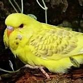 虎皮鹦鹉鱼鳞和珍珠图片