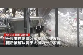 迈阿密官员庆祝找到倒塌大楼幸存猫咪 网友怒斥：100多条人命算什么？图片