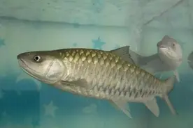 越南鱼王入侵云南水库，1条20斤生性凶猛，在中国却泛滥不起来图片
