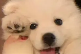 文案｜怼绿茶专用图片