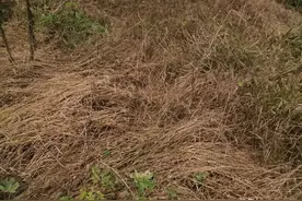 能杀死树根的几个除草剂，彻底解决除草难题图片