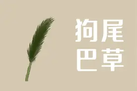 农村的“狗尾巴草”可以缓解滑膜炎，只因太常见，常被人忽视图片