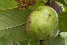 番石榴“针蜂”个小危害大该怎么办？别慌，有效防治不能光靠打药图片