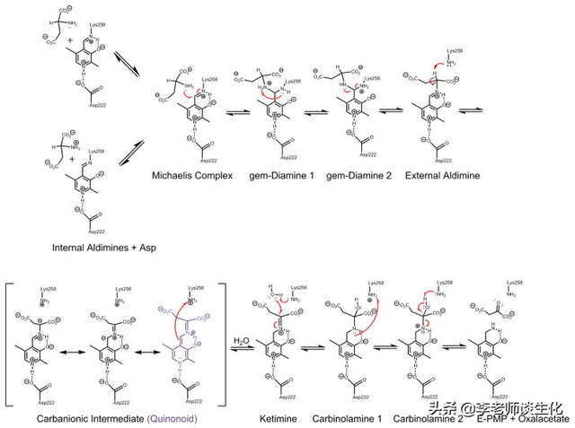 氨基酸的转氨、联合脱氨与脱酰胺作用