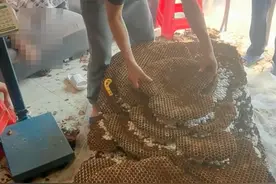 罕见！四川一男子收获2.4米196斤红娘大黑蜂蜂窝，它究竟有多毒？图片