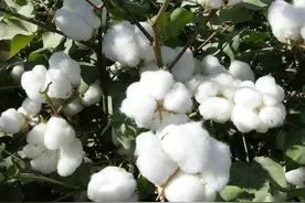 现世报！瑞典反华企业营收暴跌，撤回欧美市场却被中企收割份额图片