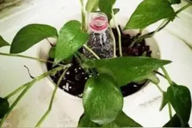 隔壁大爷把“塑料瓶子”绑起来，绿萝盆栽，被他养成一棵绿萝树图片