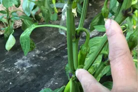 辣椒种植控旺有讲究，老赵告诉你管理小窍门，种植户用了都说好！视频封面