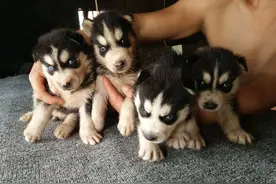 哈士奇有5个优点，和3个缺点，想养哈士奇的要了解图片