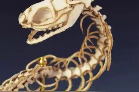 提着蛇尾用力一抖，能抖散蛇骨架吗？捕蛇生手不要去试图片