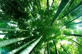 人间四月天，山上春笋鲜图片