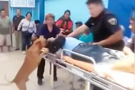 主人被抬上救护车狗狗一路跟随，主人离世，狗狗哭泣抽搐到爬不起视频封面