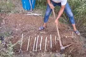 这种养牛牧草真“牛”，种一亩够4头牛一年口粮，养牛“神器”？图片