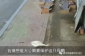 见一次咬一次！女主人拿走鹅蛋被公鹅记仇大半年，网友：农村一霸不是浪得虚名图片