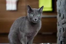 司机忘关车窗致猫走失，半年后寻回时泪崩，原来它从未离开过原地图片