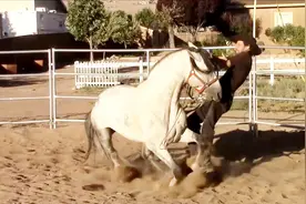 马攻击瞬间！看似温顺的马竟这么凶悍，一嘴就将人叼到半空中视频封面