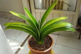 君子兰花败了，“花箭”怎么办？分两种情况，剪错了白开花了图片