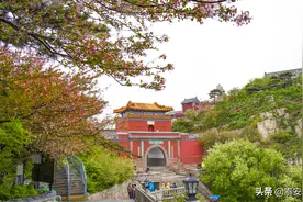泰山极顶海棠绽放！五月，欢迎来泰山赴一场海棠之约！图片
