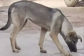 从狼到狗，最初的驯化邂逅和之后的故事图片