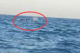 大连海面现三头巨型海兽，发出呼啸声，几分钟后消失，专家：虎鲸图片