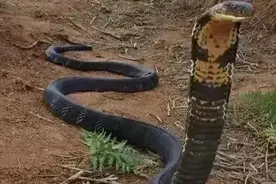 致死率最高的毒蛇，眼镜王蛇有多霸道？为何会追着人跑？图片