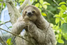 懒到极点的树懒：生树上、死树上，只有两件事最积极：拉屎和交配图片