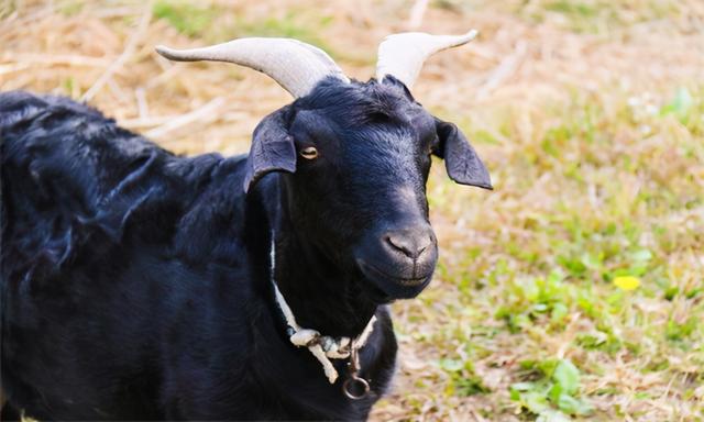 新疆吐鲁番市十大特产