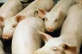 亏损刚减少，养猪户就着急补栏？抓多大的猪更划算，看猪贩子咋说图片