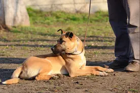 民间故事：客商外出遇险，义犬挺身而出，救客商脱离危难图片