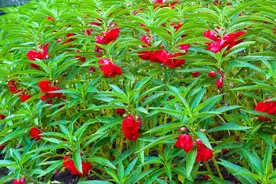 农村常见一种花，俗称“凤仙透骨草”，老农说能驱蛇虫！真的么？图片