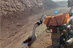 一生只有一个配偶的动物，如果一方死亡了，另一方会怎么办？图片