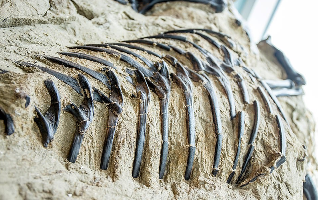 6700万年前“双龙决斗”化石被发现，霸王龙与三角龙谁厉害？