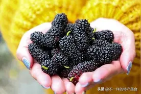 来自新疆特产黑桑葚干，它被称为“民间圣果”，营养是苹果的6倍图片