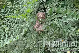 重庆车主在泸州路遇呆萌“小鸟”竟是国家二级保护动物图片