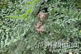 重庆车主在泸州路遇呆萌“小鸟”竟是国家二级保护动物图片