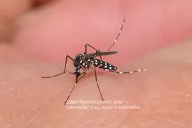 世界上杀人最多的动物，是蚊子图片