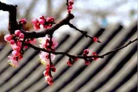 笑不笑由你之三十八红杏出墙图片