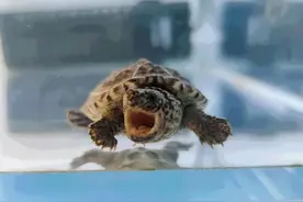 已经养了乌龟，究竟多大的饲养密度才算合适？图片