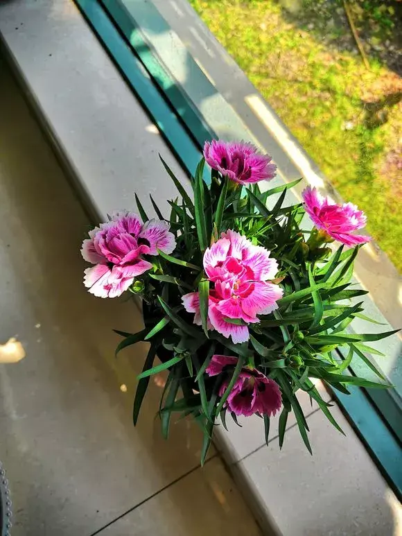 康乃馨注意5点，枝繁叶茂，花朵稠密，四季开花不断，美翻天