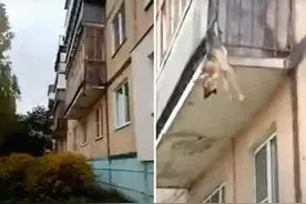 俄罗斯一只狗被卡在阳台护栏，人们救下它才发现心酸内幕图片