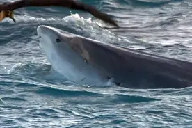 鲨鱼爱上信天翁，不是浪漫爱情而是血腥屠杀图片