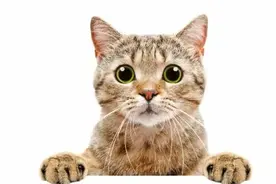 我的猫只吃猫粮，不吃生骨肉，怎么办？图片