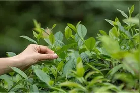 广西梧州十大特产有哪些图片