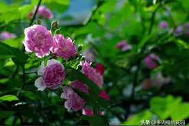 蔷薇花这样管理，拥有一个美丽的庭院不再是梦图片