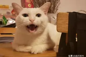 小心！又一只猫咪被这种最常见的液体灼伤图片