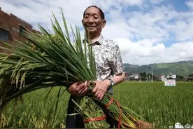 从“中等生”到国士的袁隆平：万物生长，各自高贵图片