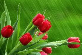 前女友结婚邀请我参加，酒席间的对望，深情的目光让我触目伤怀图片