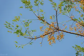 材药两用的乡土树种——苦楝图片