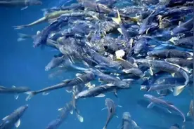 西藏羊卓雍措湖，鱼多达8亿公斤，鱼群泛滥成灾，为何无人敢吃？图片