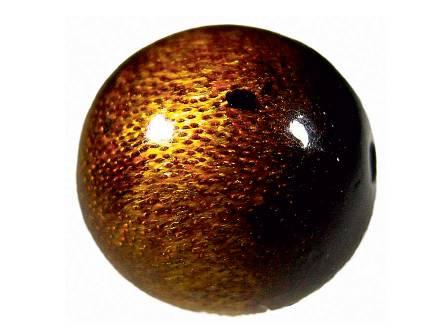 作假“金丝柳”的特征详谈